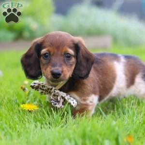 Tony, Dachshund Puppy